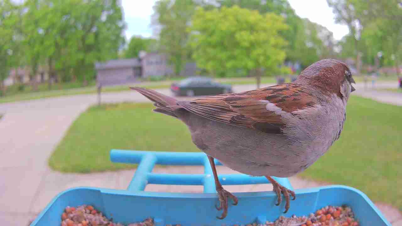 Bird at feeder