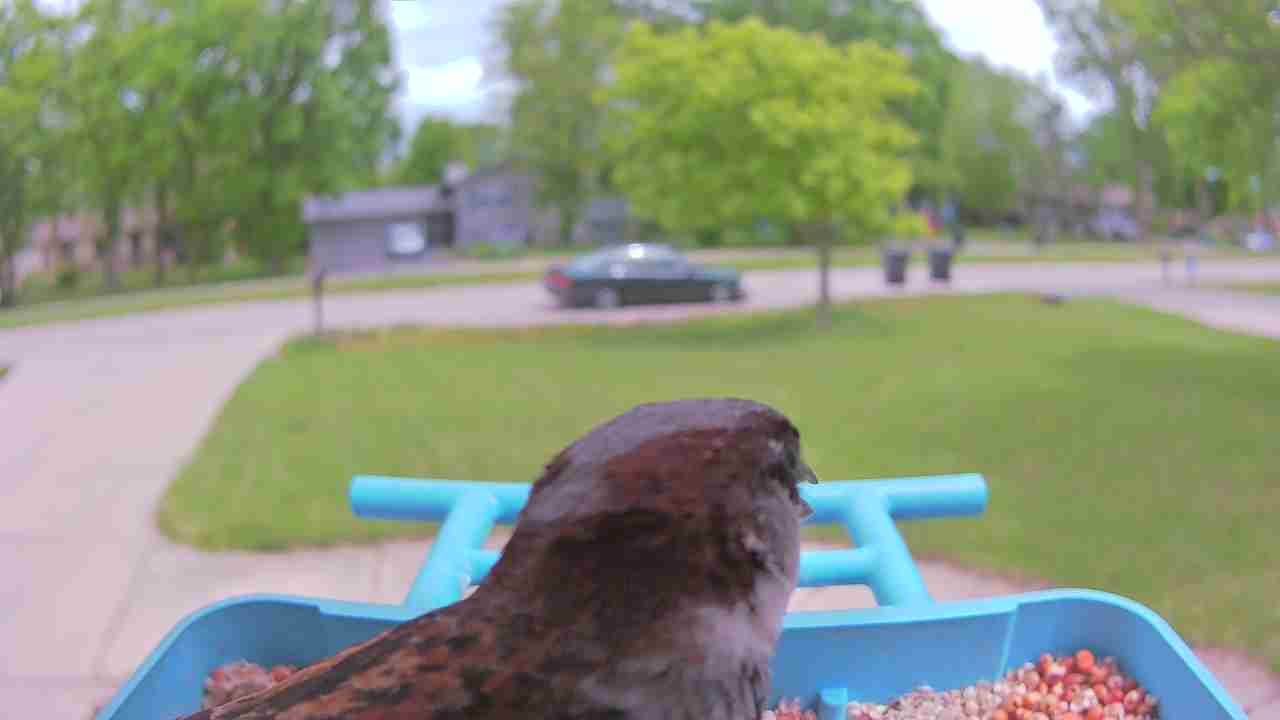 Bird at feeder