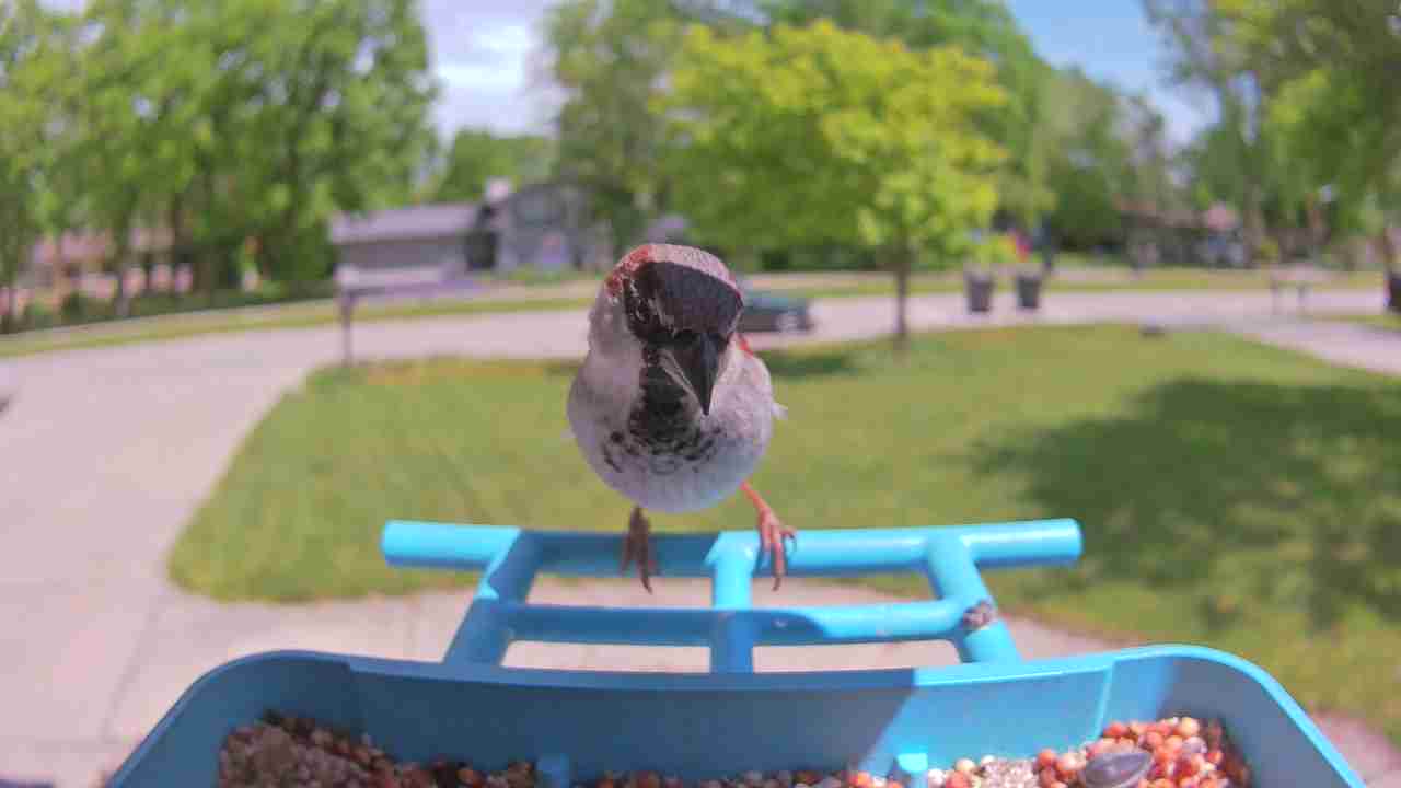 Bird at feeder