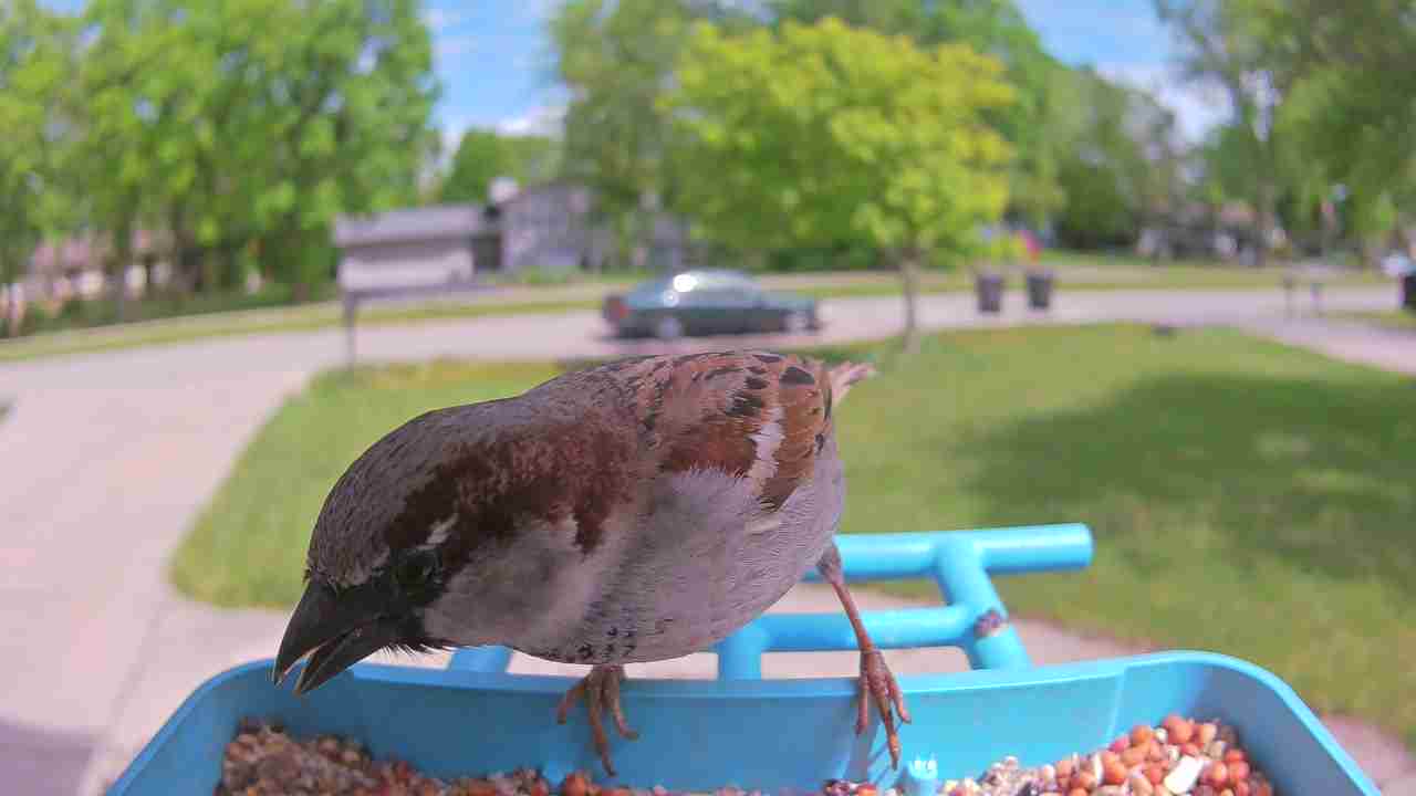 Bird at feeder