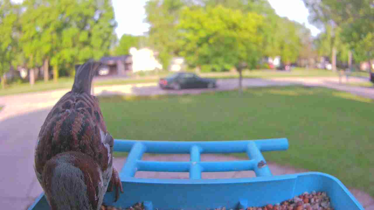 Bird at feeder