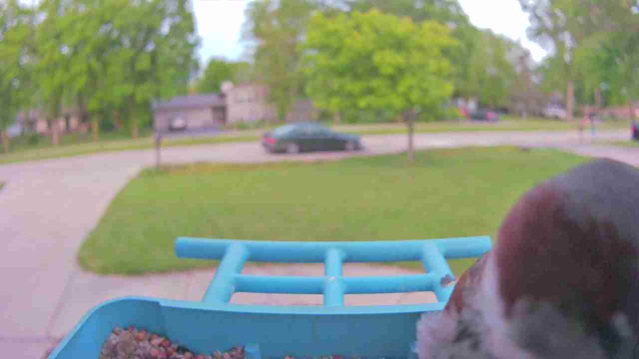 Bird at feeder