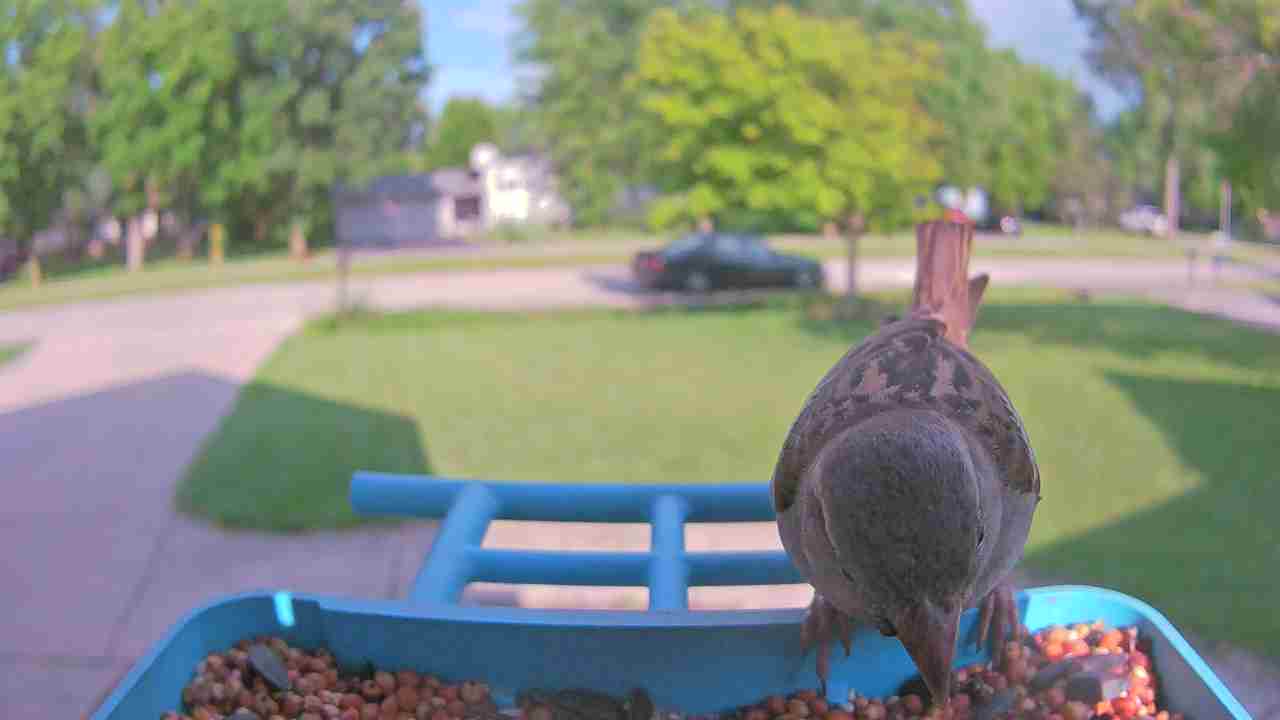 Bird at feeder