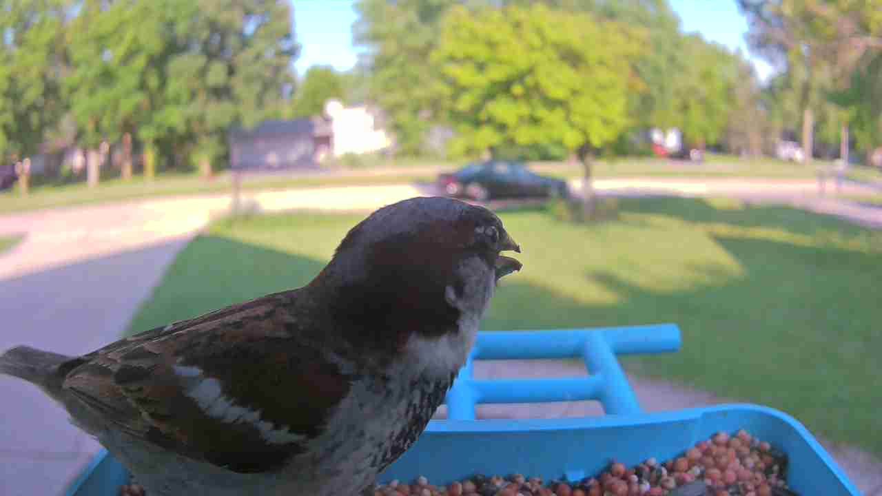 Bird at feeder