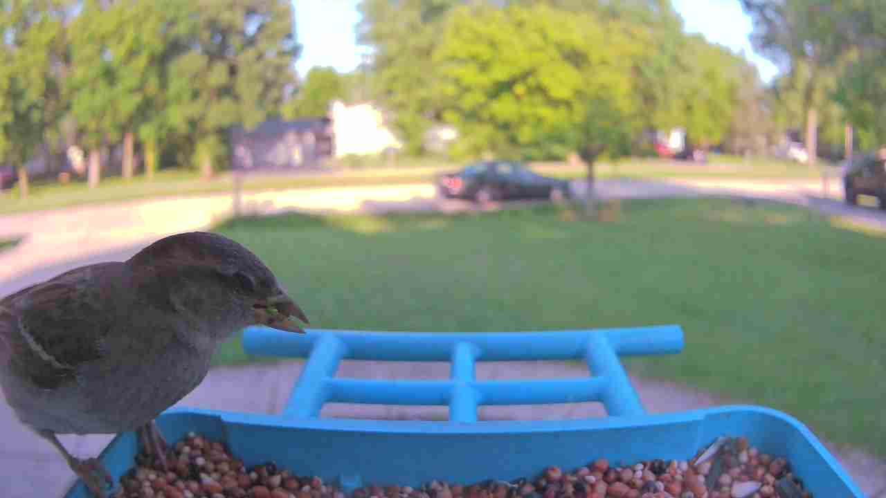 Bird at feeder