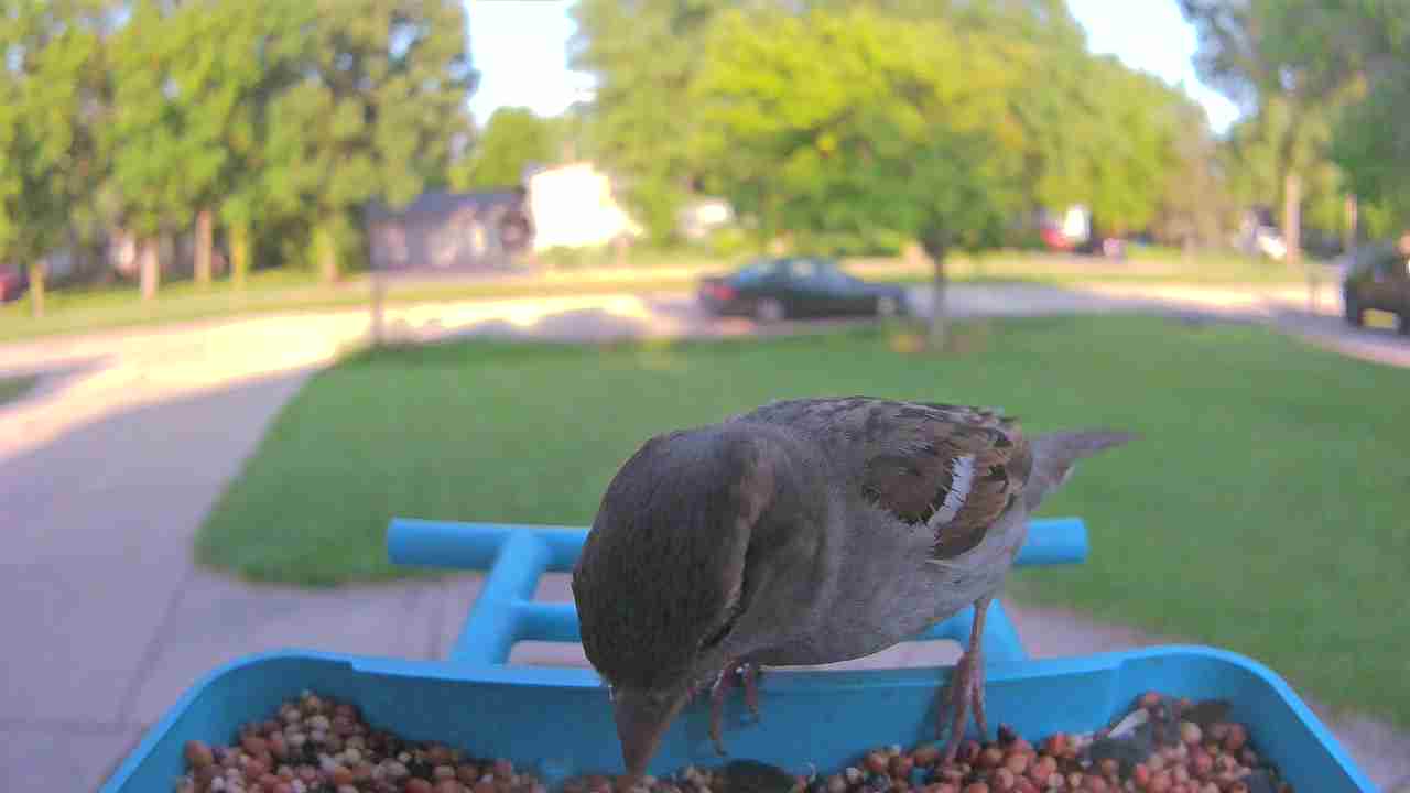 Bird at feeder