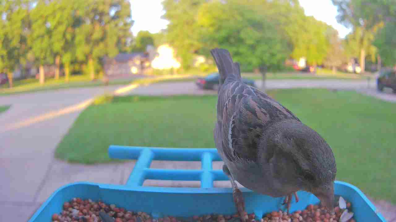 Bird at feeder