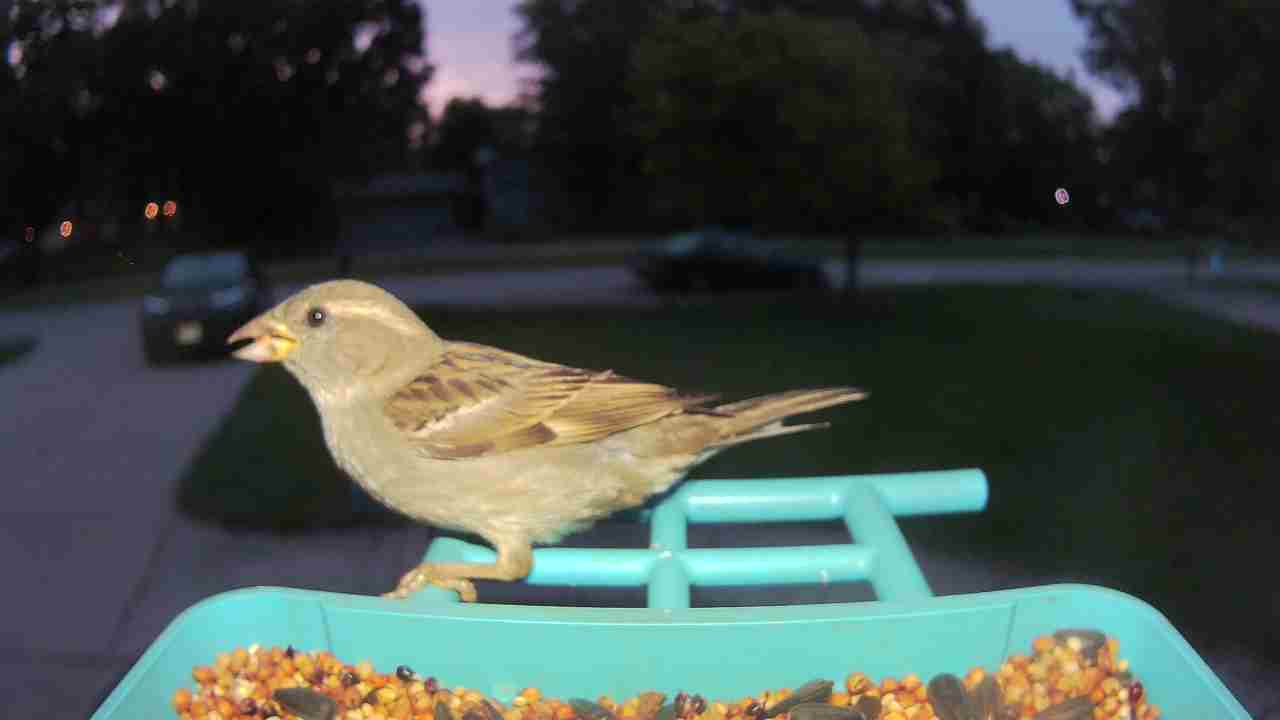 Bird at feeder