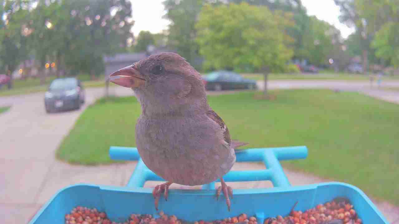Bird at feeder