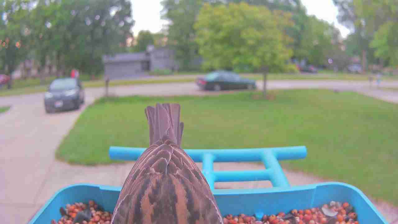 Bird at feeder