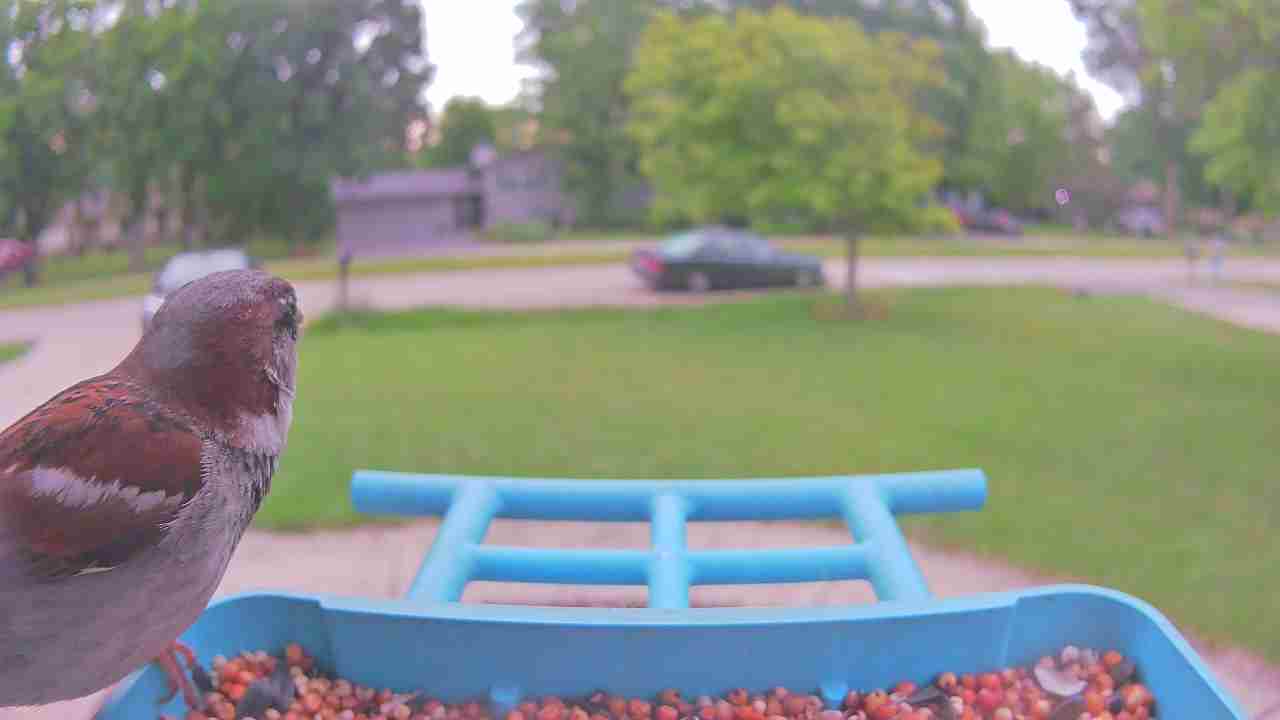 Bird at feeder