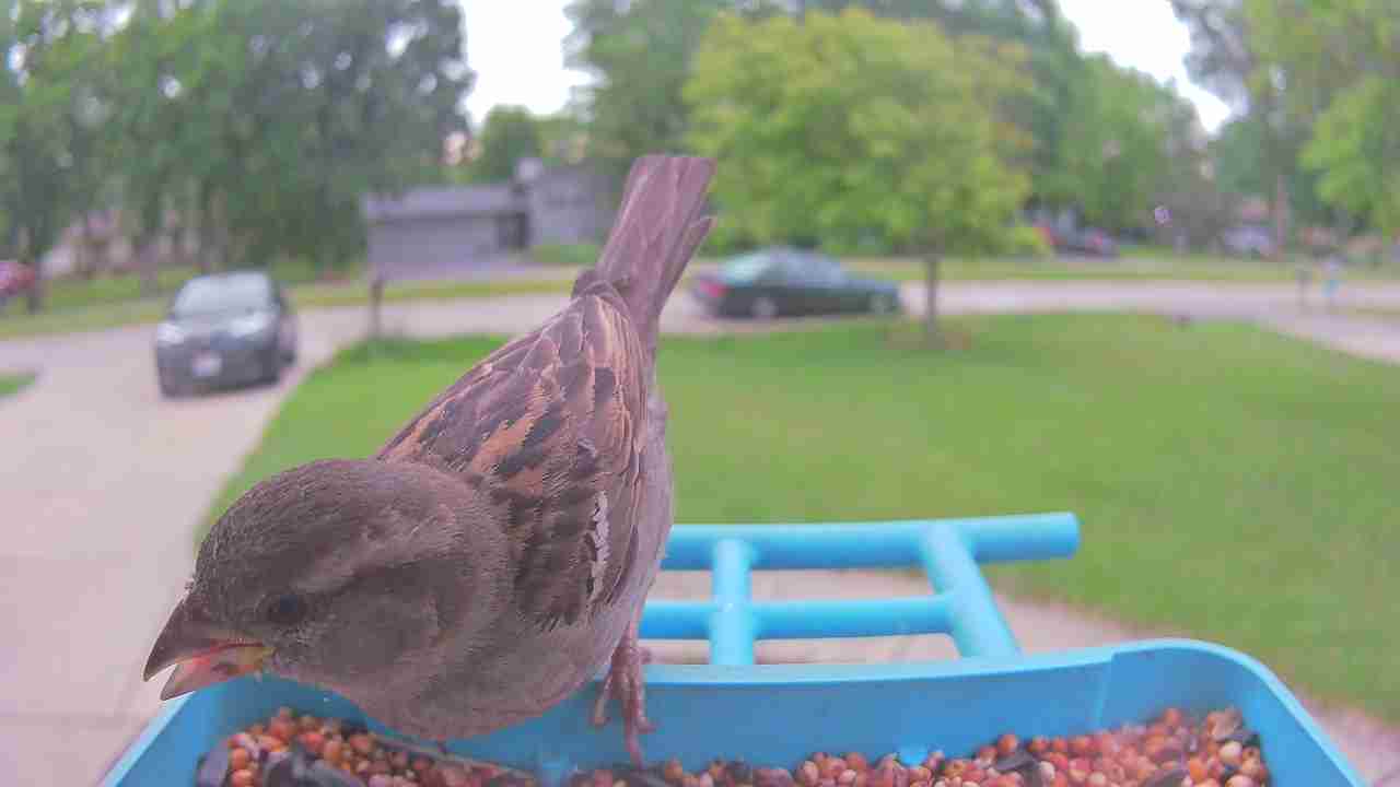 Bird at feeder