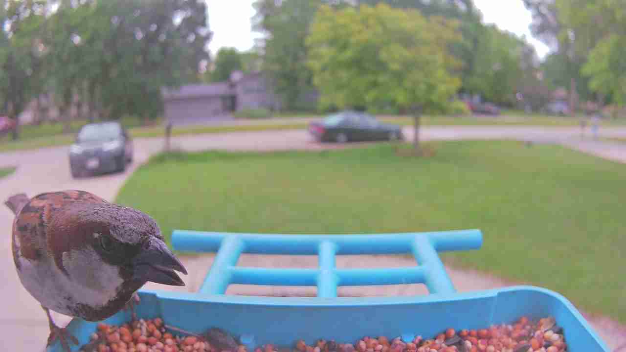 Bird at feeder