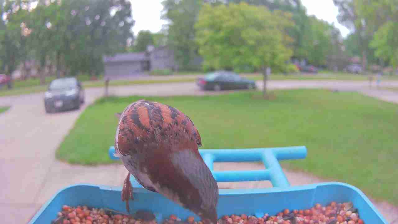Bird at feeder